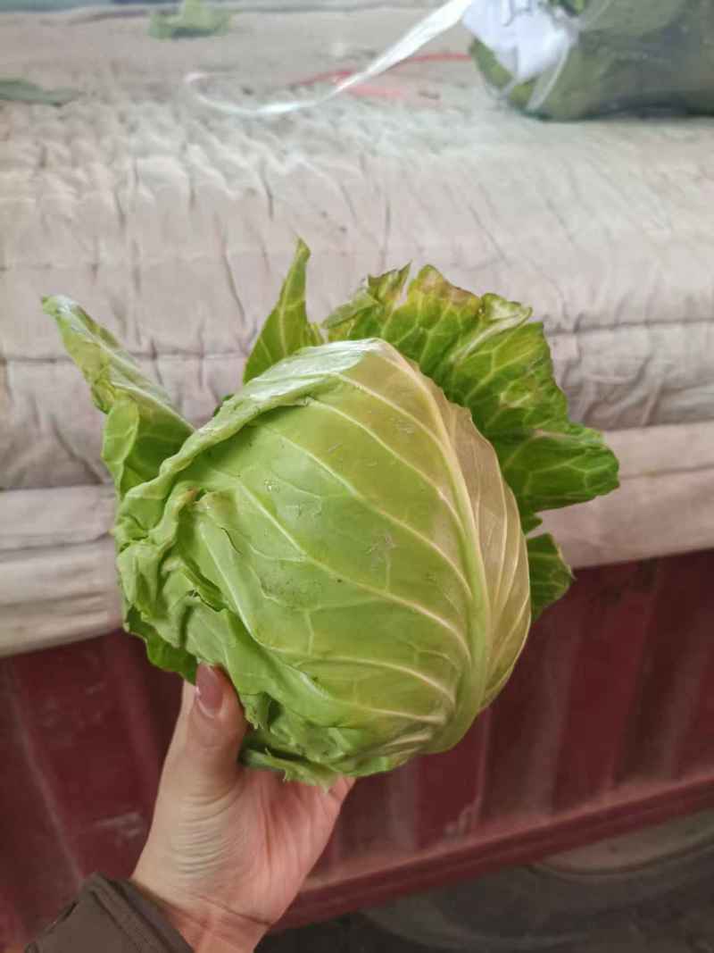 牛心甘蓝