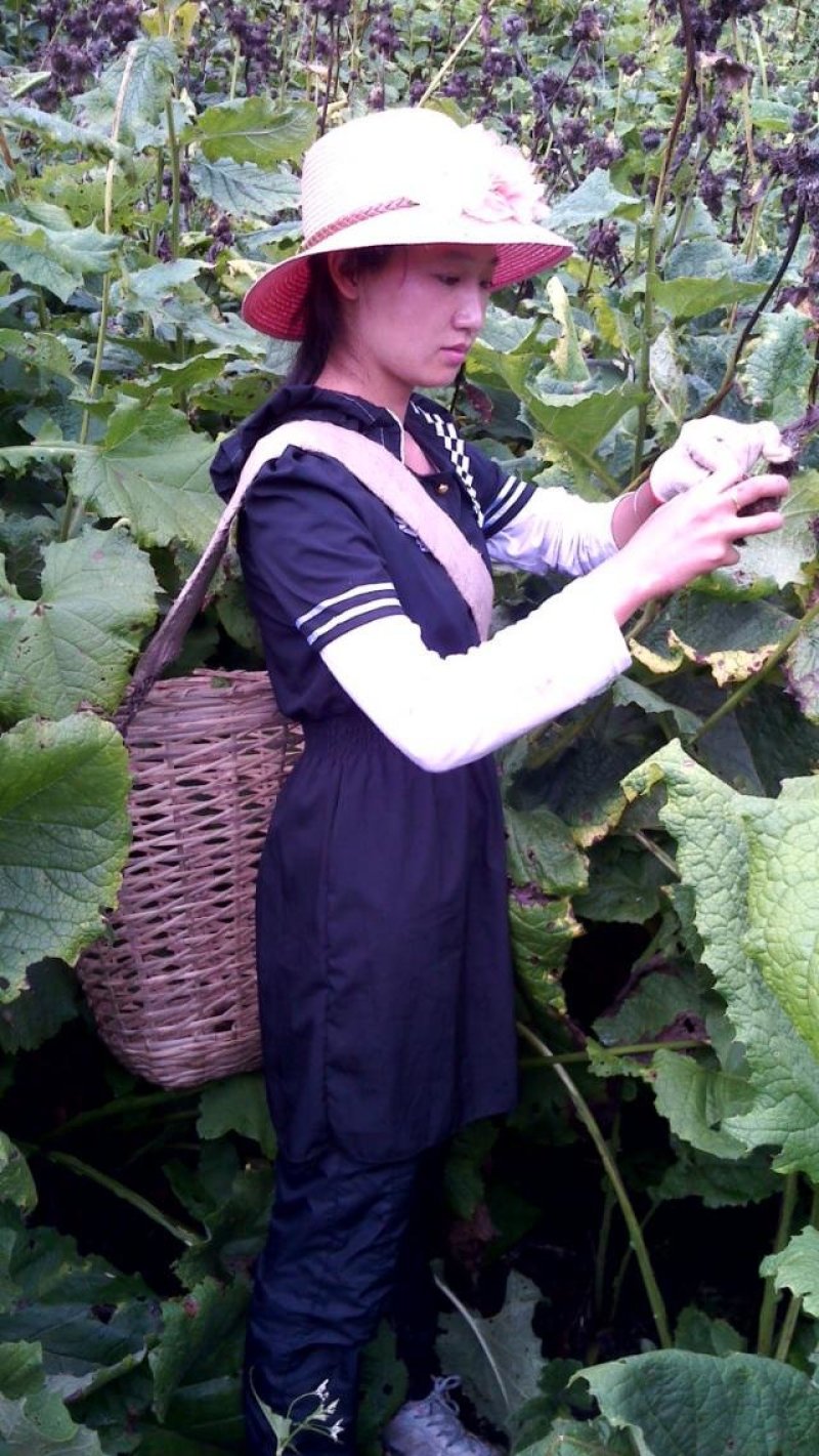 云南维西木香