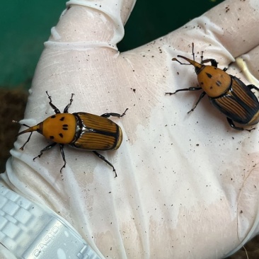 竹炭虫幼虫甲壳虫