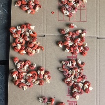 一级无冰龙虾尾125粒差不多