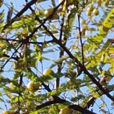 野滇橄榄