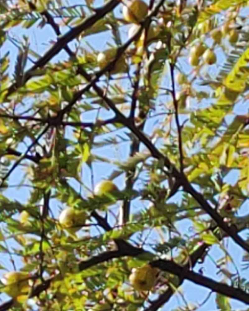 野滇橄榄