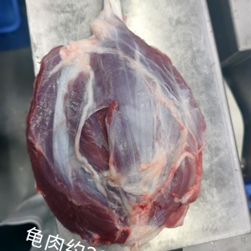 猪龟腱