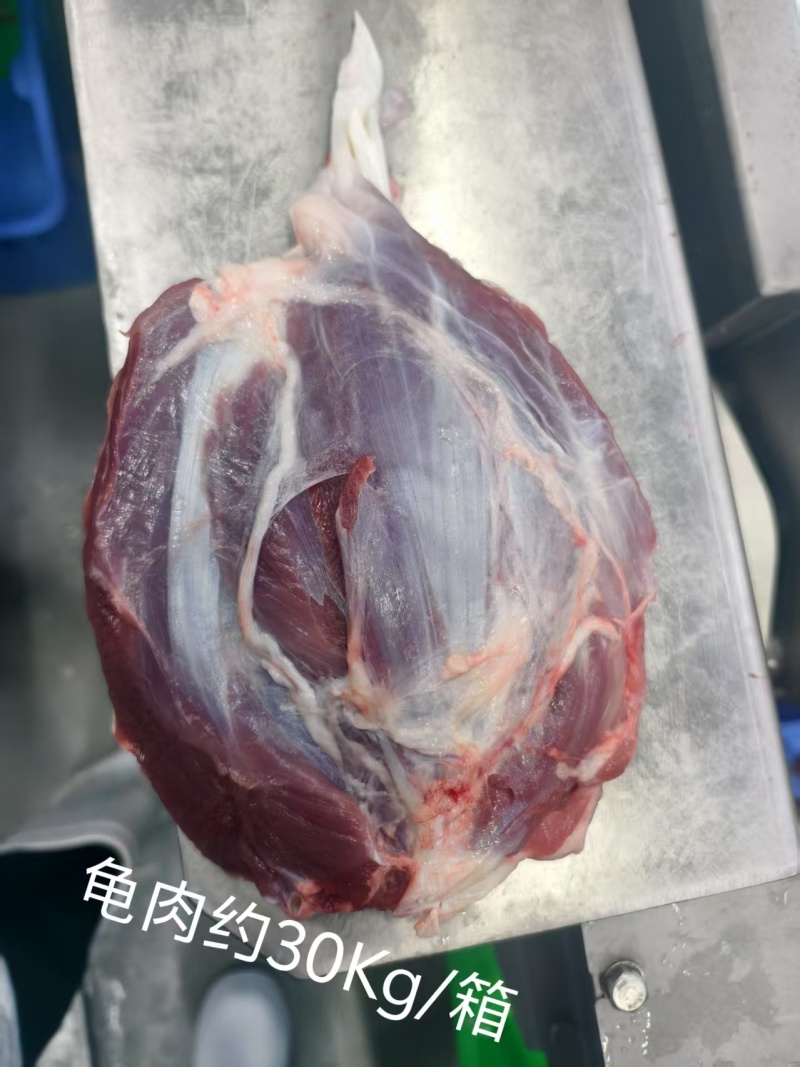 猪龟腱