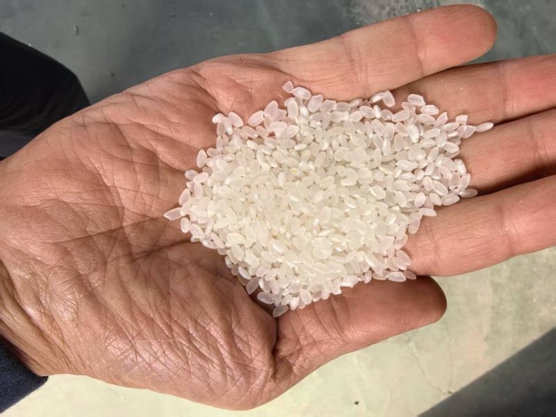 【开封杜良大米】产地直发量大价优质量保证口感香甜