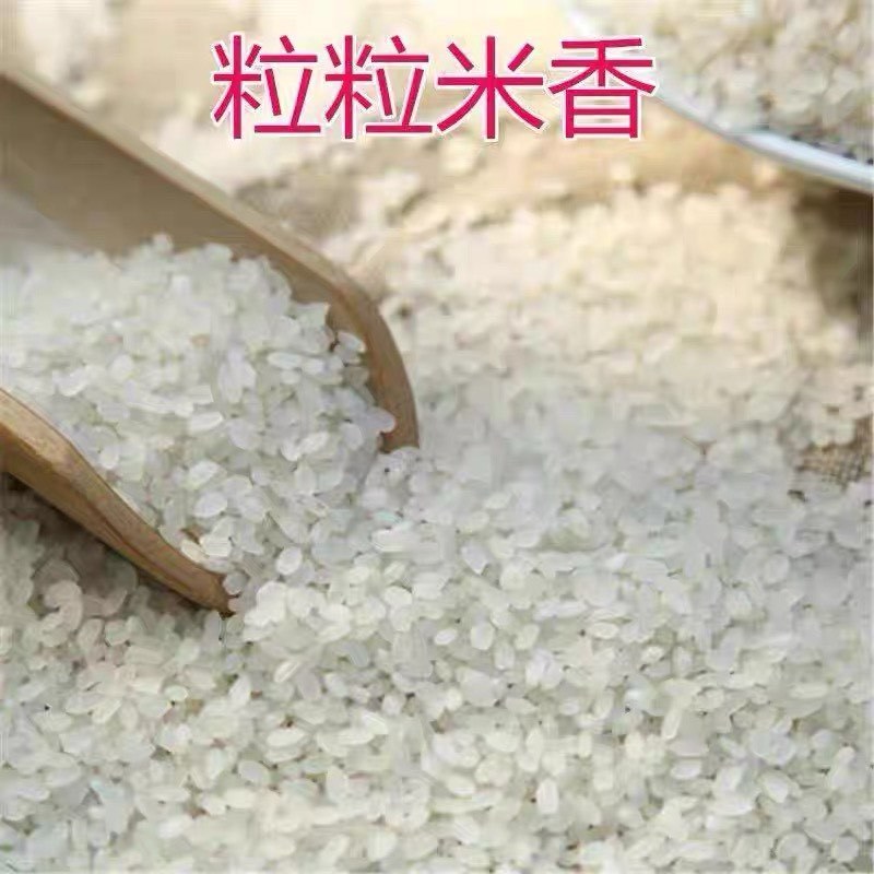 【开封杜良大米】产地直发量大价优质量保证口感香甜