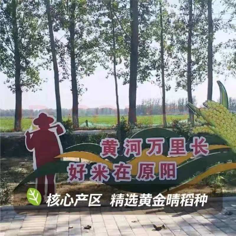 【原阳大米】原阳黄河滩黄金晴大米清香扑鼻软糯香甜产地直发