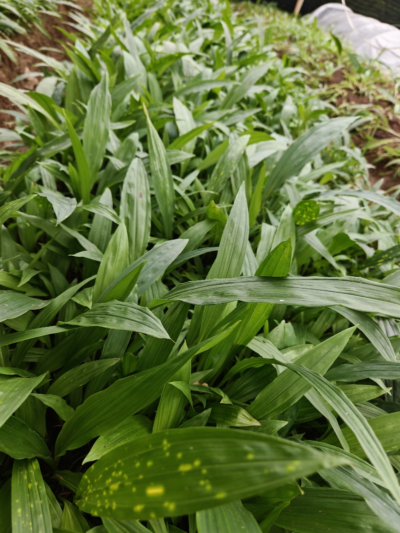 我要卖中药材——毛慈菇