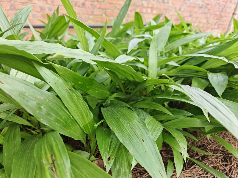 我要卖中药材——毛慈菇