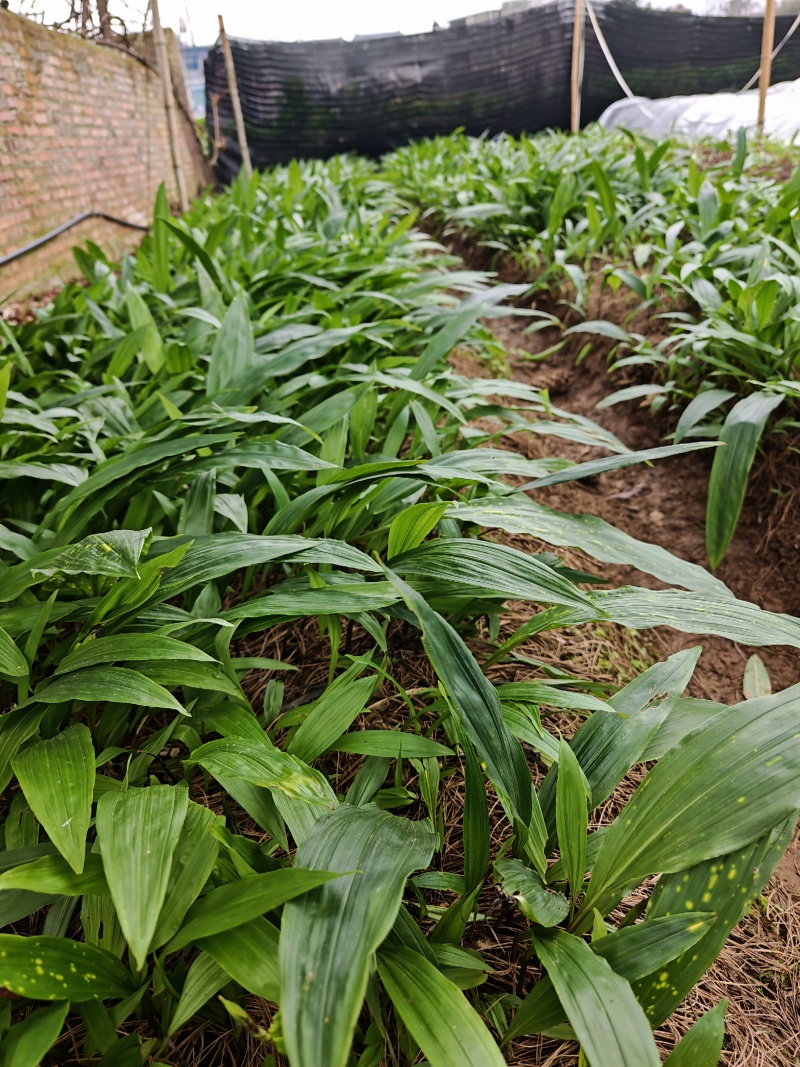 我要卖中药材——毛慈菇