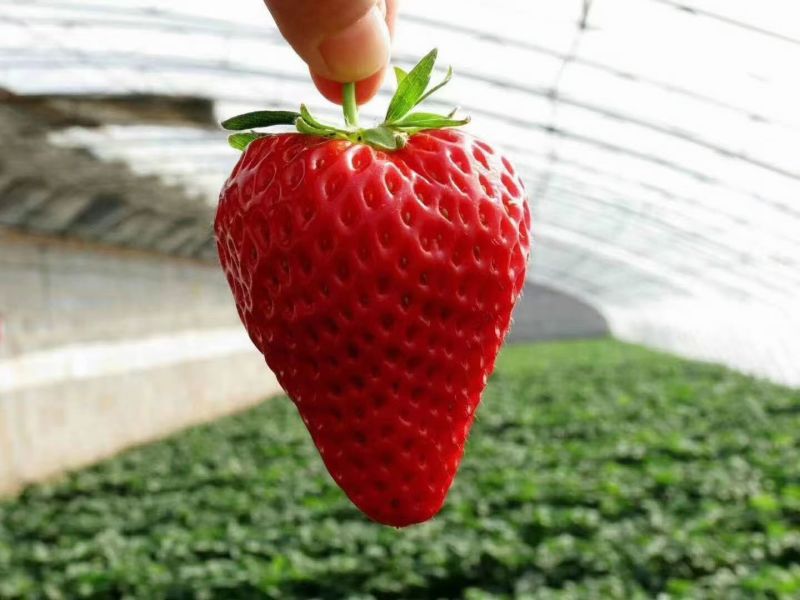 🍓