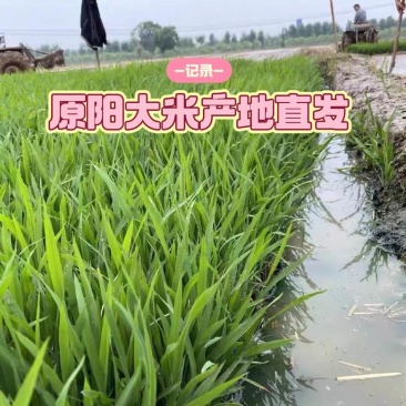【黄金晴大米】河南原阳产地黄河之边工厂直发量大价优一手货源