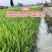 【黄金晴大米】河南原阳产地黄河之边工厂直发量大价优一手货源