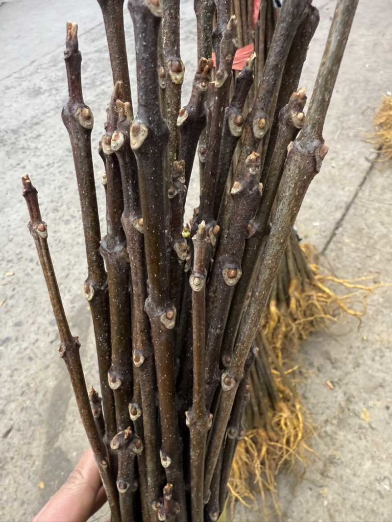 雅安黄柏苗