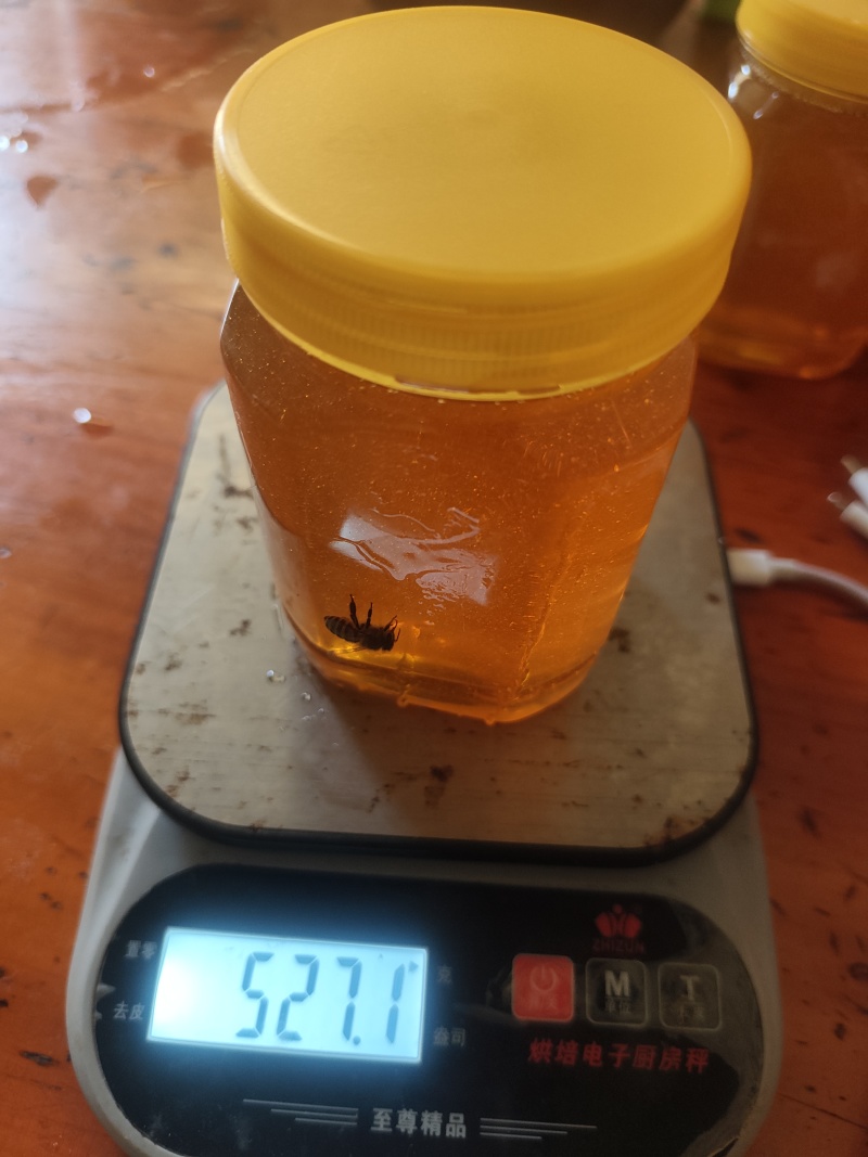 一年一取的冬至蜜
