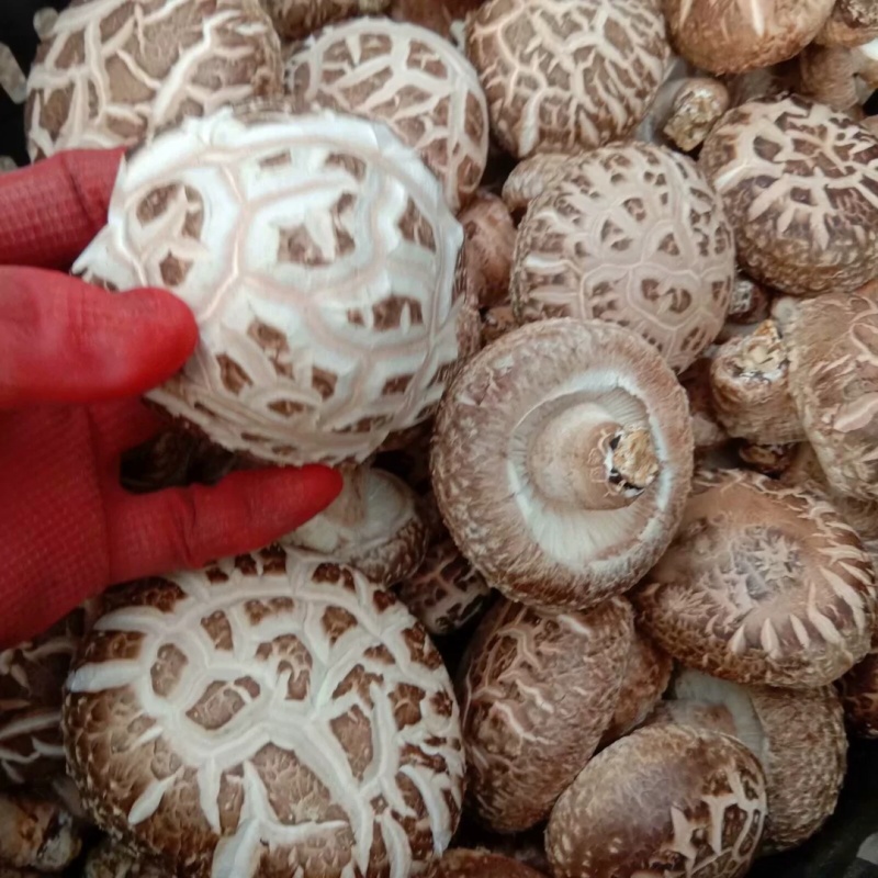 湖北随州香菇