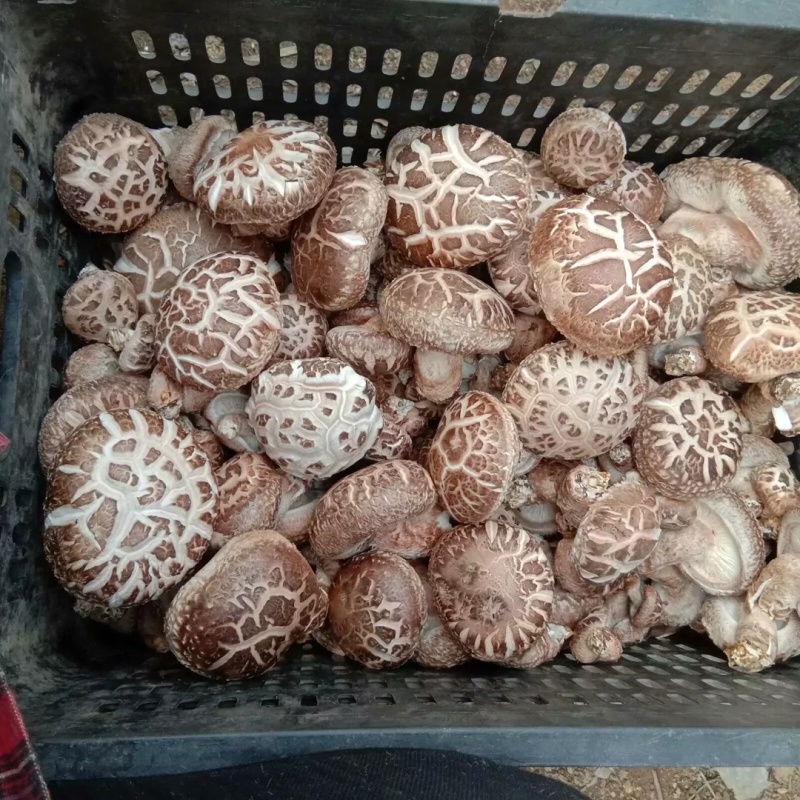 湖北随州香菇