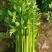 山东本地芹菜