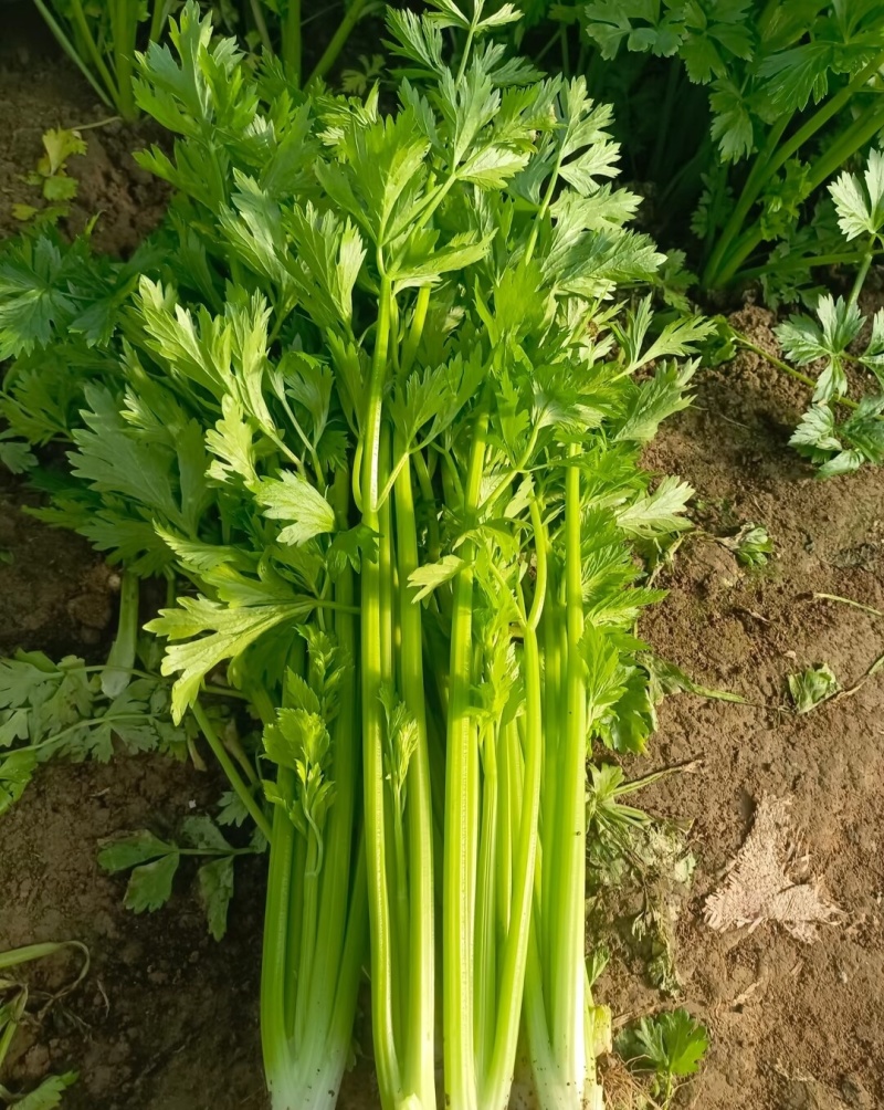 山东本地芹菜