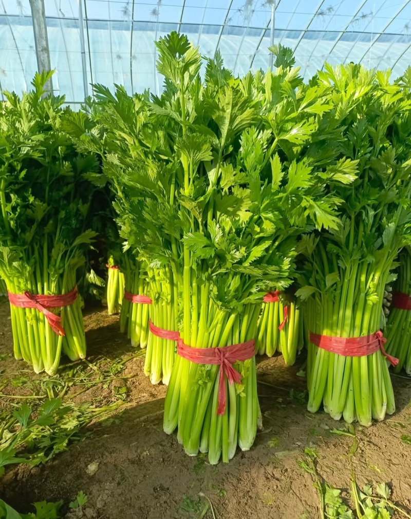 山东本地芹菜