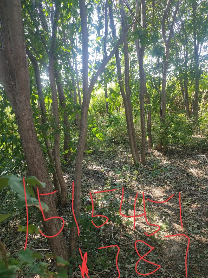 暴马丁香树处理