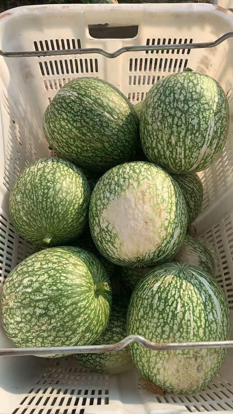 新鲜现货鱼翅瓜