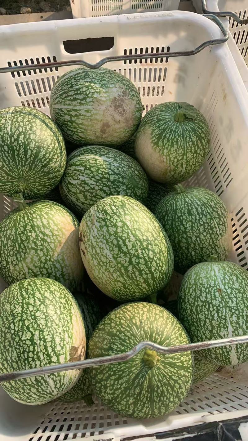 新鲜现货鱼翅瓜