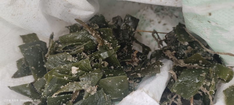 大连海菜边角料，海参鲍鱼饲料菜