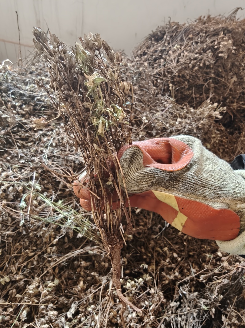小青叶胆，云南獐牙菜