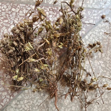 小青叶胆，云南獐牙菜