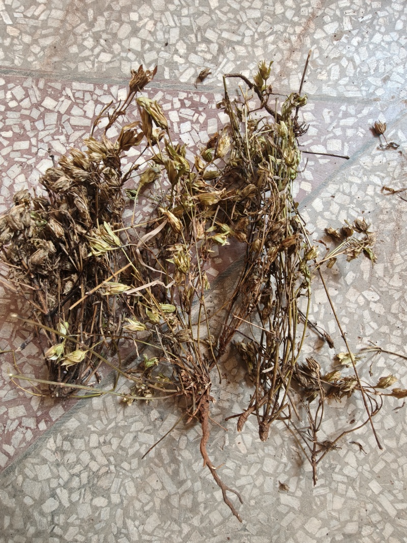 小青叶胆，云南獐牙菜