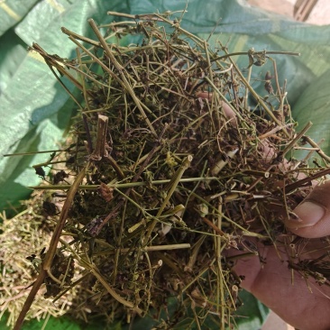大青叶胆，大籽獐牙菜