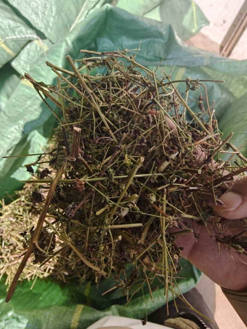 大青叶胆，大籽獐牙菜
