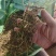 大青叶胆，大籽獐牙菜