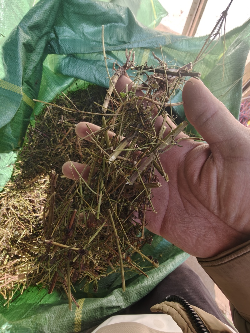 大青叶胆，大籽獐牙菜