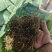 大青叶胆，大籽獐牙菜