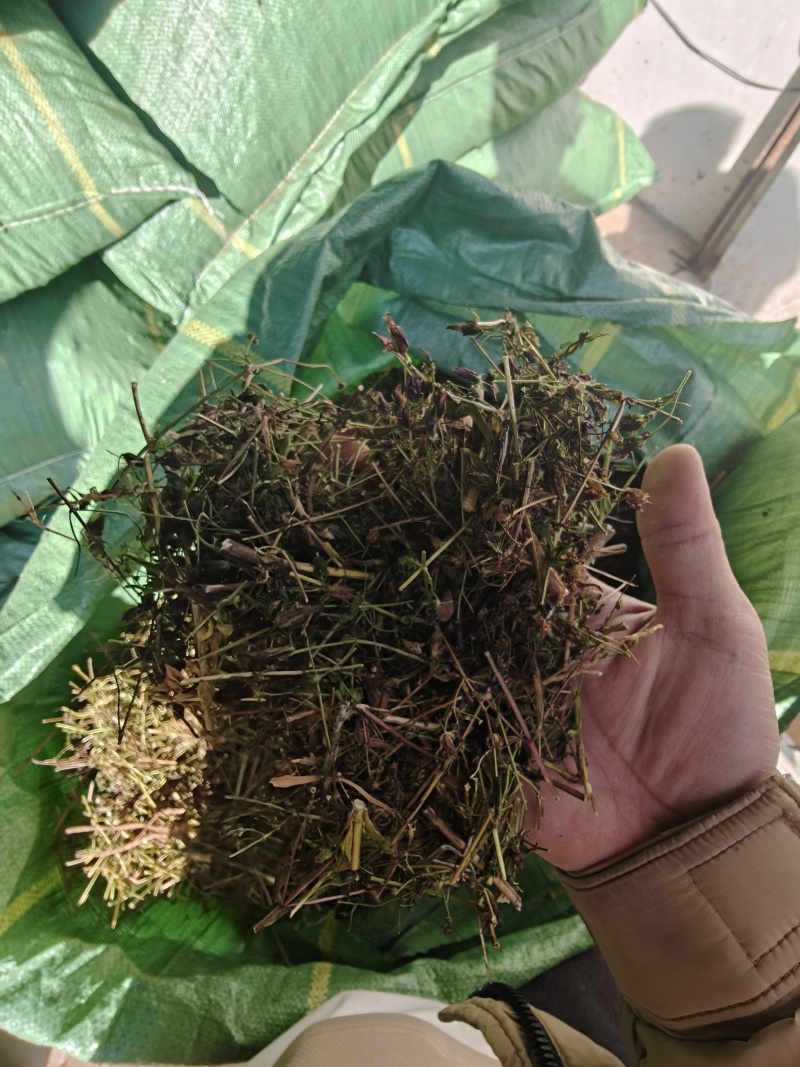 大青叶胆，大籽獐牙菜