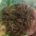 大青叶胆，大籽獐牙菜