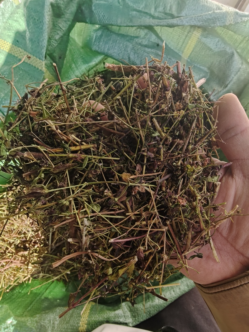 大青叶胆，大籽獐牙菜