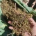 大青叶胆，大籽獐牙菜