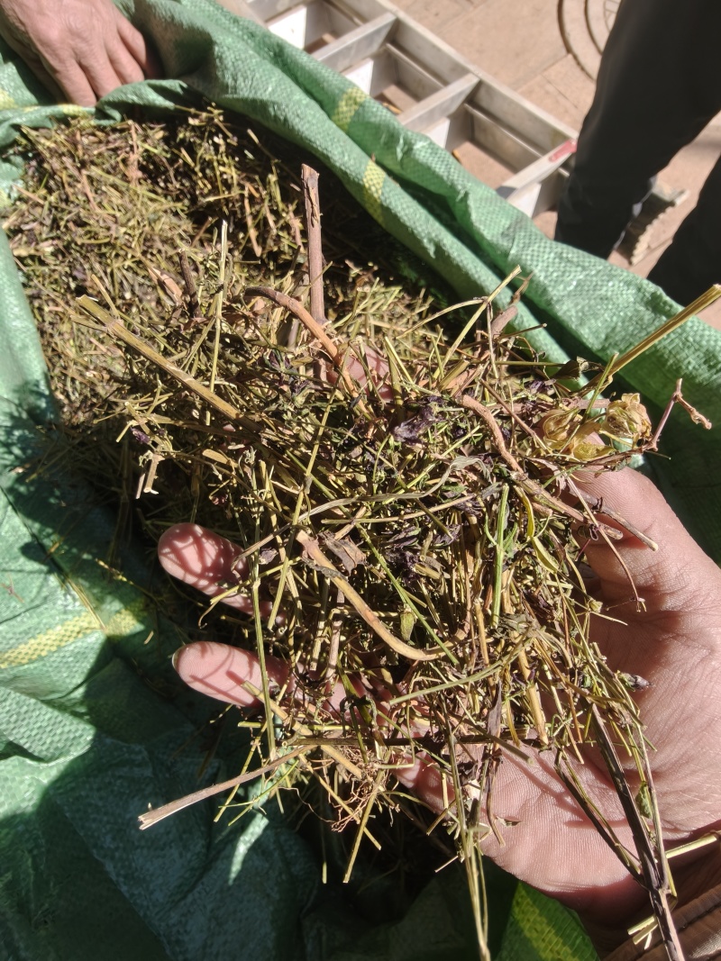 大青叶胆，大籽獐牙菜