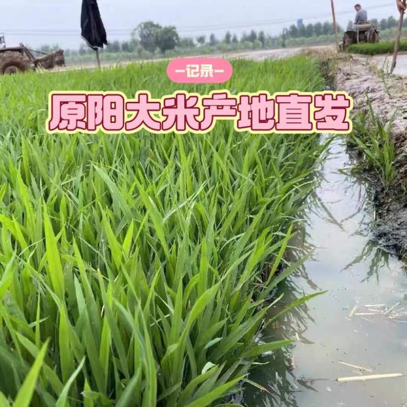 【黄金晴大米】河南原阳产地黄河之边工厂直发量大价优一手货源