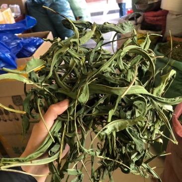 化石草
