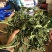 化石草