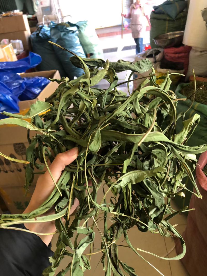 化石草