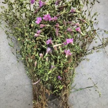 红花龙胆