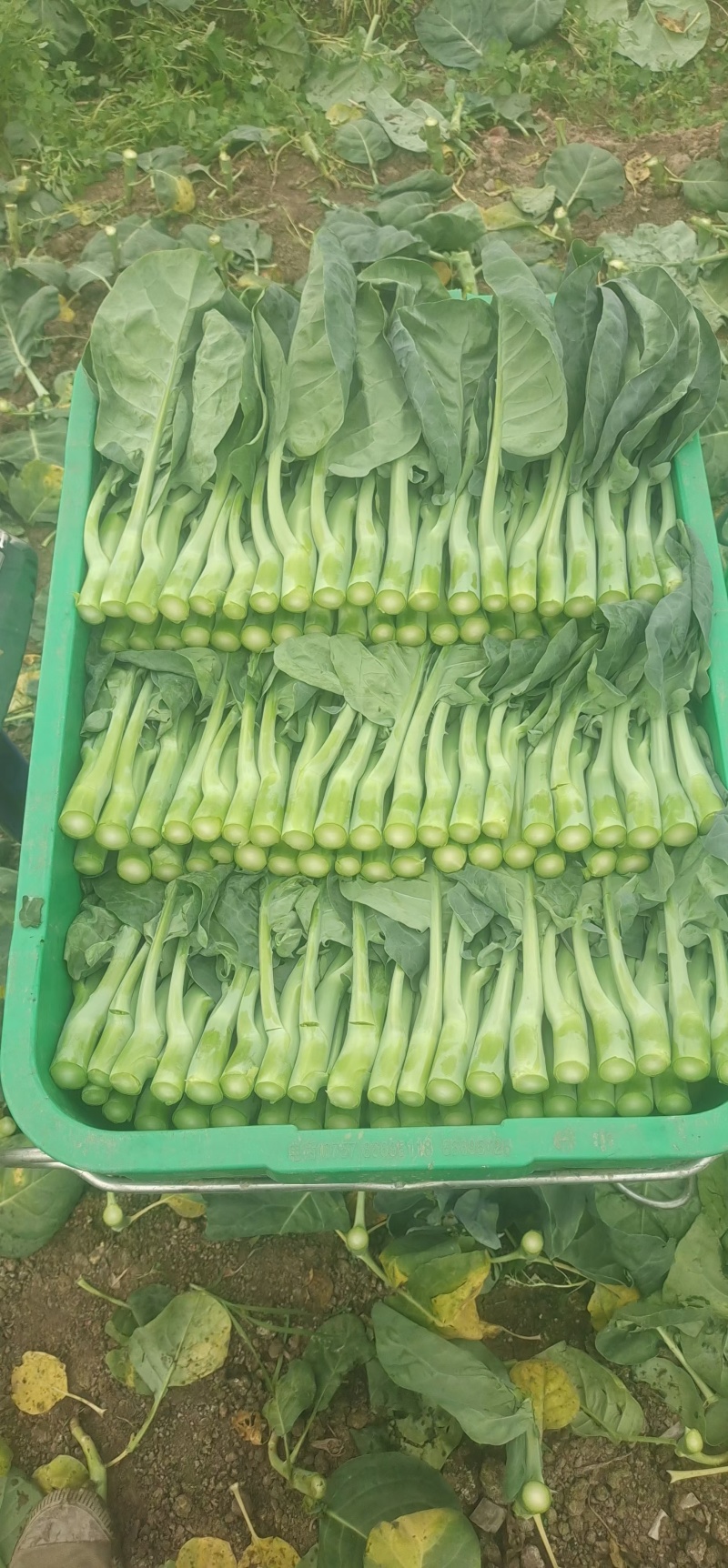 中花芥蓝，一年四季都有货。