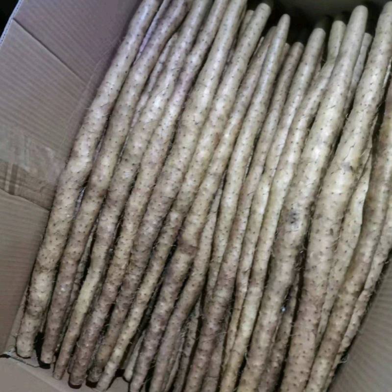 小白嘴山药新鲜山药带土水洗产地直发一手货源