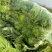 湖北荆门本地黄心大白菜
