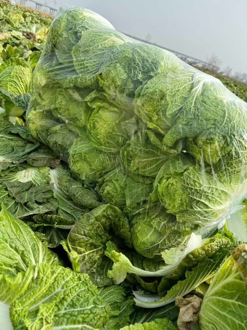 湖北荆门本地黄心大白菜